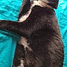 Josie joined the competition — help win amazing prizes! cat, black_and_white, pet, animal, feline, lying_down, relaxed, bed, blanket, indoor, whiskers, collar, fur, cute, domestic_animal, sleepy, resting, paw, close_up, portrait
