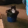 Josie joined the competition — help win amazing prizes! cat, bucket, indoor, carpet, pet_carrier, laundry_basket, household, floor, black_and_white_cat, feline, resting, domestic_animal, container, quiet, dim_lighting, curious, small_space, cozy, animal, room