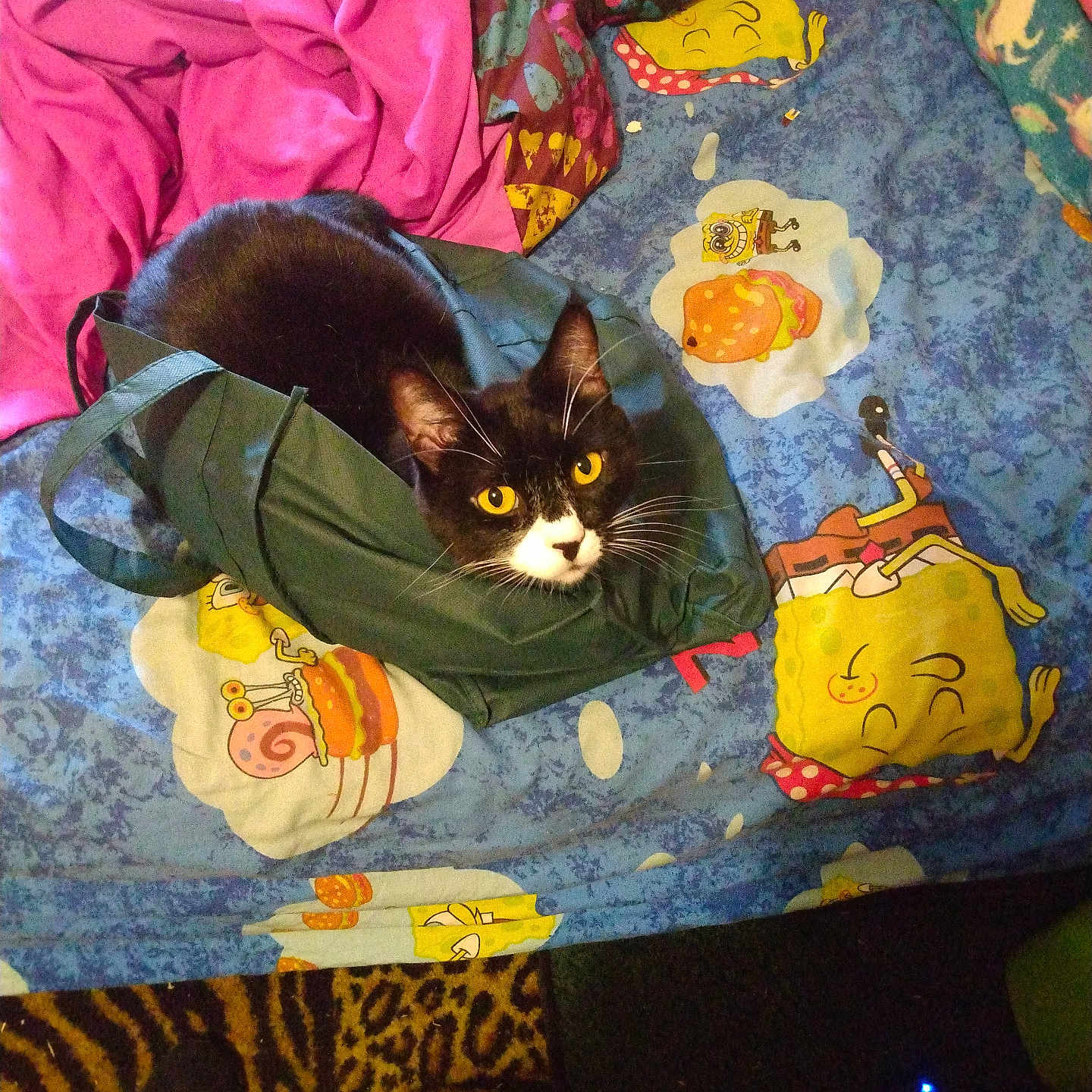 Josie joined the competition — help win amazing prizes! cat, black_and_white_cat, bag, bed, blanket, spongebob_squarepants, cartoon_characters, yellow_eyes, feline, pet, indoor, cozy, textile, pattern, colorful, fur, whiskers, looking_up, resting, domestic_animal