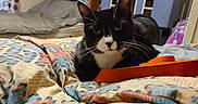Josie joined the competition — help win amazing prizes! cat, black_and_white, indoor, blanket, bedroom, feline, pet, yellow_eyes, whiskers, curious, cozy, patterned_blanket, dollhouse, bed, furniture, domestic_animal, resting, close_up, animal_portrait, cute
