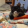 cat, black_and_white, indoor, blanket, bedroom, feline, pet, yellow_eyes, whiskers, curious, cozy, patterned_blanket, dollhouse, bed, furniture, domestic_animal, resting, close_up, animal_portrait, cute