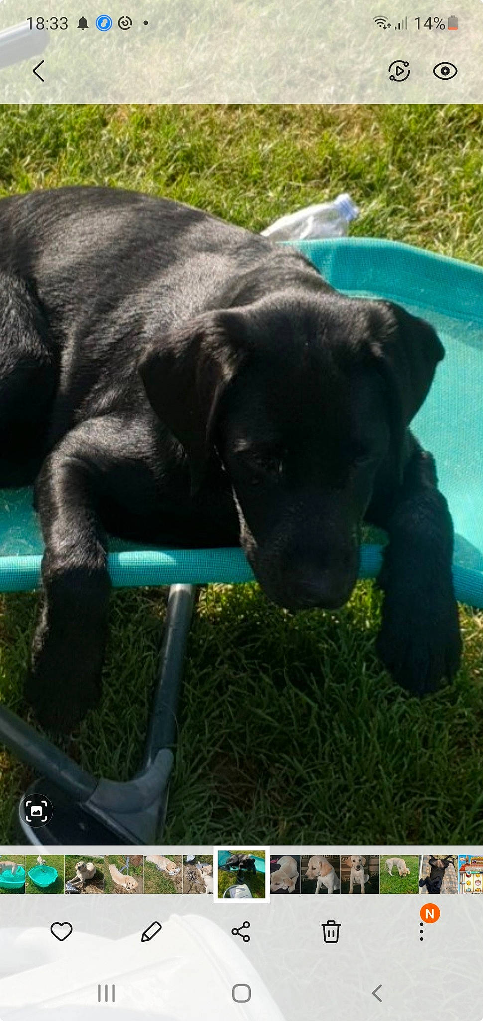 Thaya a rejoint le concours — aidez-le/la à gagner de superbes lots ! borador, canidae, carnivore, collar, companion_dog, dog, dog_breed, dog_collar, grass, green, guard_dog, gun_dog, plant, retriever, snout, tail, terrestrial_animal, vertebrate, water, working_animal