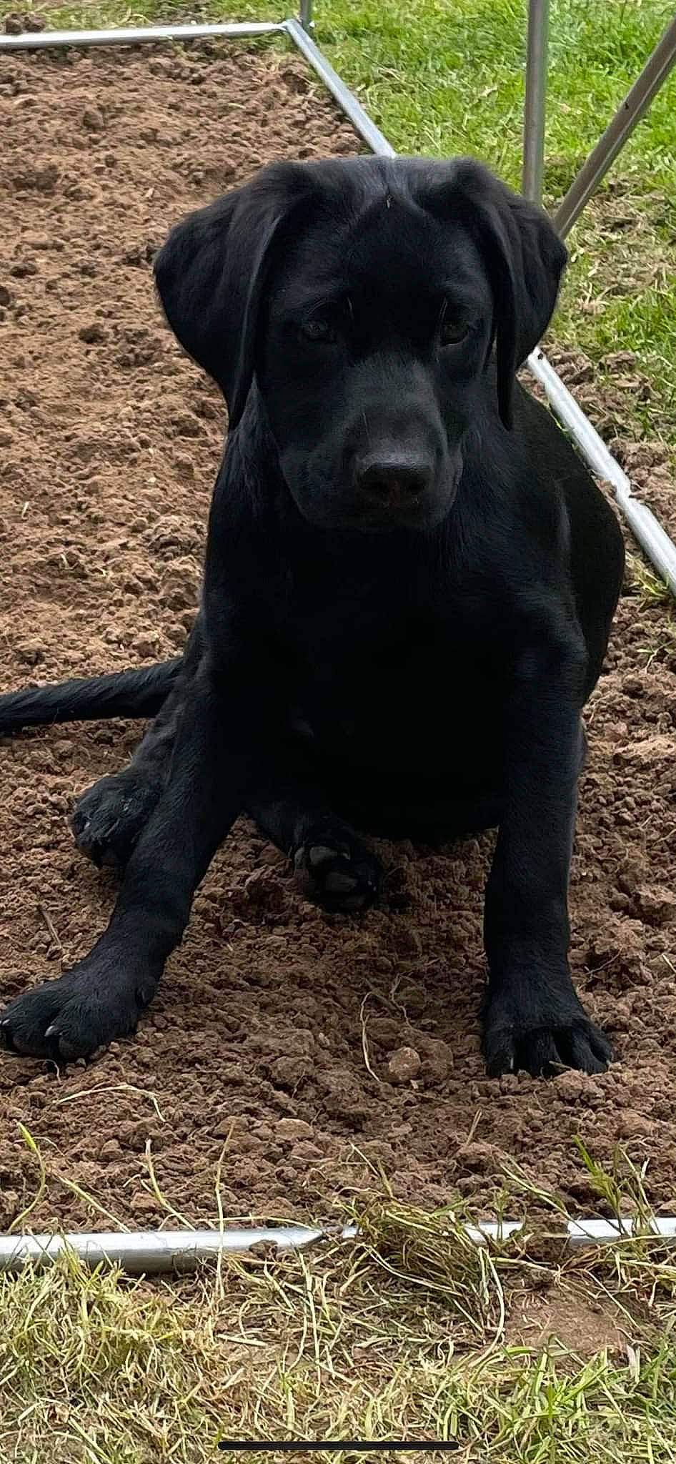 Thaya a rejoint le concours — aidez-le/la à gagner de superbes lots ! borador, canidae, carnivore, collar, companion_dog, dog, dog_breed, dog_collar, fawn, grass, gun_dog, liver, mammal, plant, snout, soil, sporting_group, terrestrial_animal, whiskers, working_animal