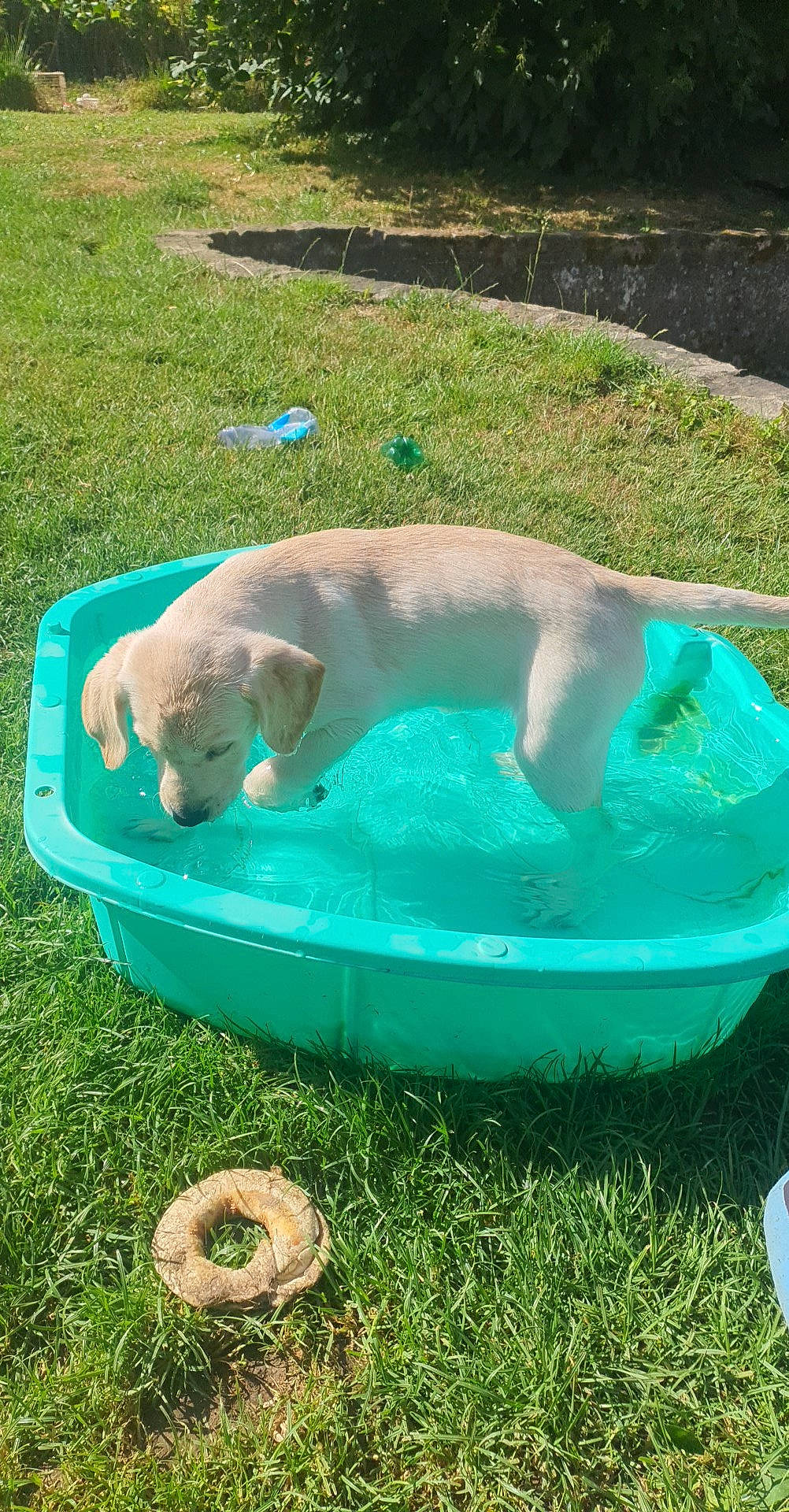 Tina participe au concours pour gagner de l'argent avec cette photo : animal_feed, canidae, carnivore, circle, dog, dog_breed, fawn, fluid, grass, green, leisure, recreation, sporting_group, tail, terrestrial_animal, water, wildlife