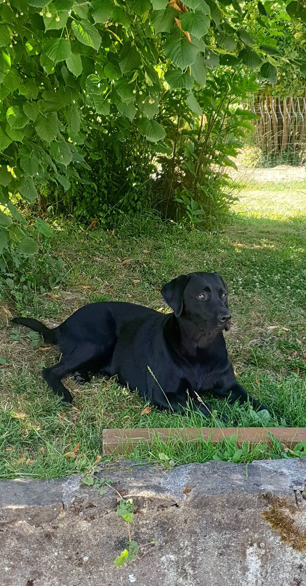 Sayka a rejoint le concours — aidez-le/la à gagner de superbes lots ! borador, canidae, carnivore, companion_dog, dog, dog_breed, dog_collar, fawn, grass, groundcover, gun_dog, liver, plant, shrub, snout, sporting_group, tail, terrestrial_animal, tree, working_animal