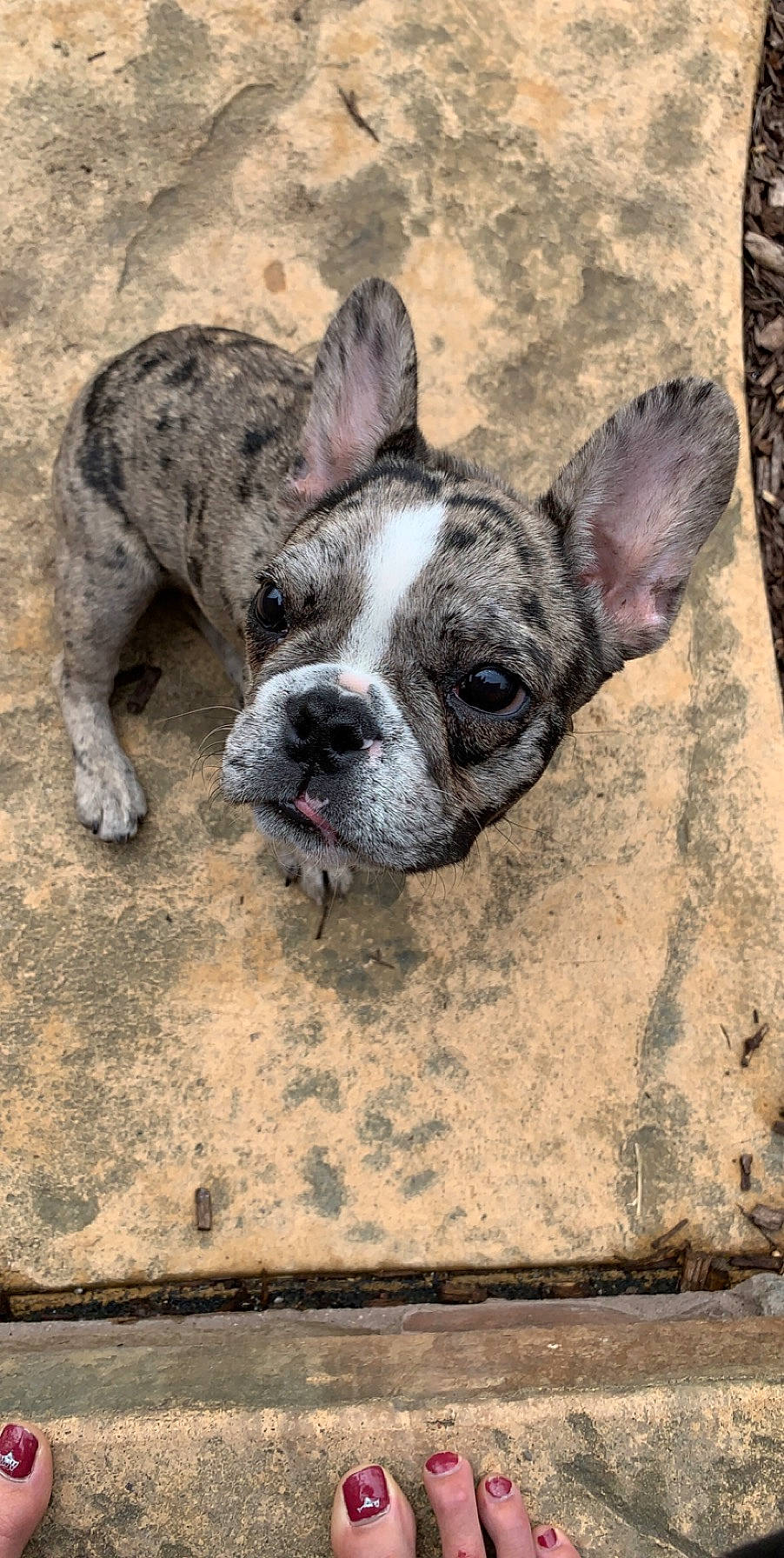 Gyda is registered to the contest to win money with this photo: adventure, bulldog, canidae, carnivore, collar, companion_dog, dog, dog_breed, ear, fawn, french_bulldog, grass, head, molosser, snout, sporting_group, terrestrial_animal, whiskers, working_animal, wrinkle