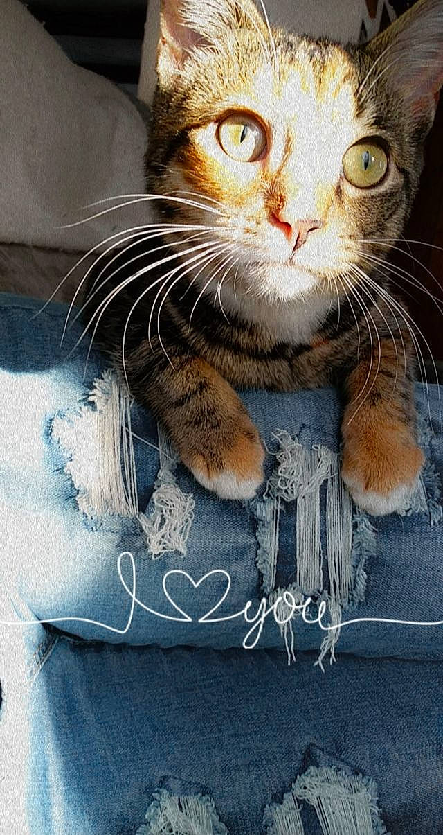 Furgie is registered to the contest to win money with this photo: carnivore, cat, claw, curious, domestic_short_haired_cat, felidae, fur, iris, paw, pet_supply, small_to_medium_sized_cats, snout, tabby_cat, vertebrate, whiskers