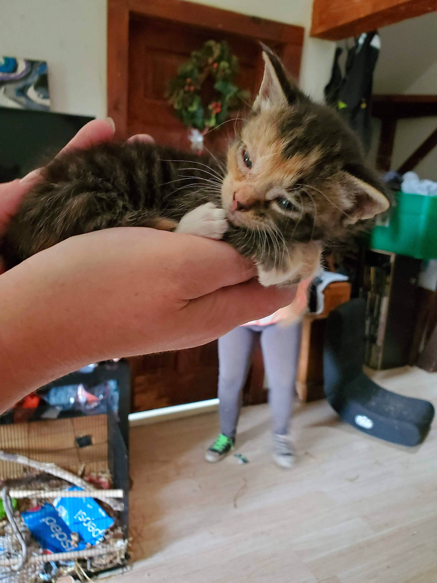 Furgie is registered to the contest to win money with this photo: carnivore, cat, claw, curious, domestic_short_haired_cat, felidae, fur, nail, pet_supply, plywood, small_to_medium_sized_cats, vertebrate, whiskers, wood_stain