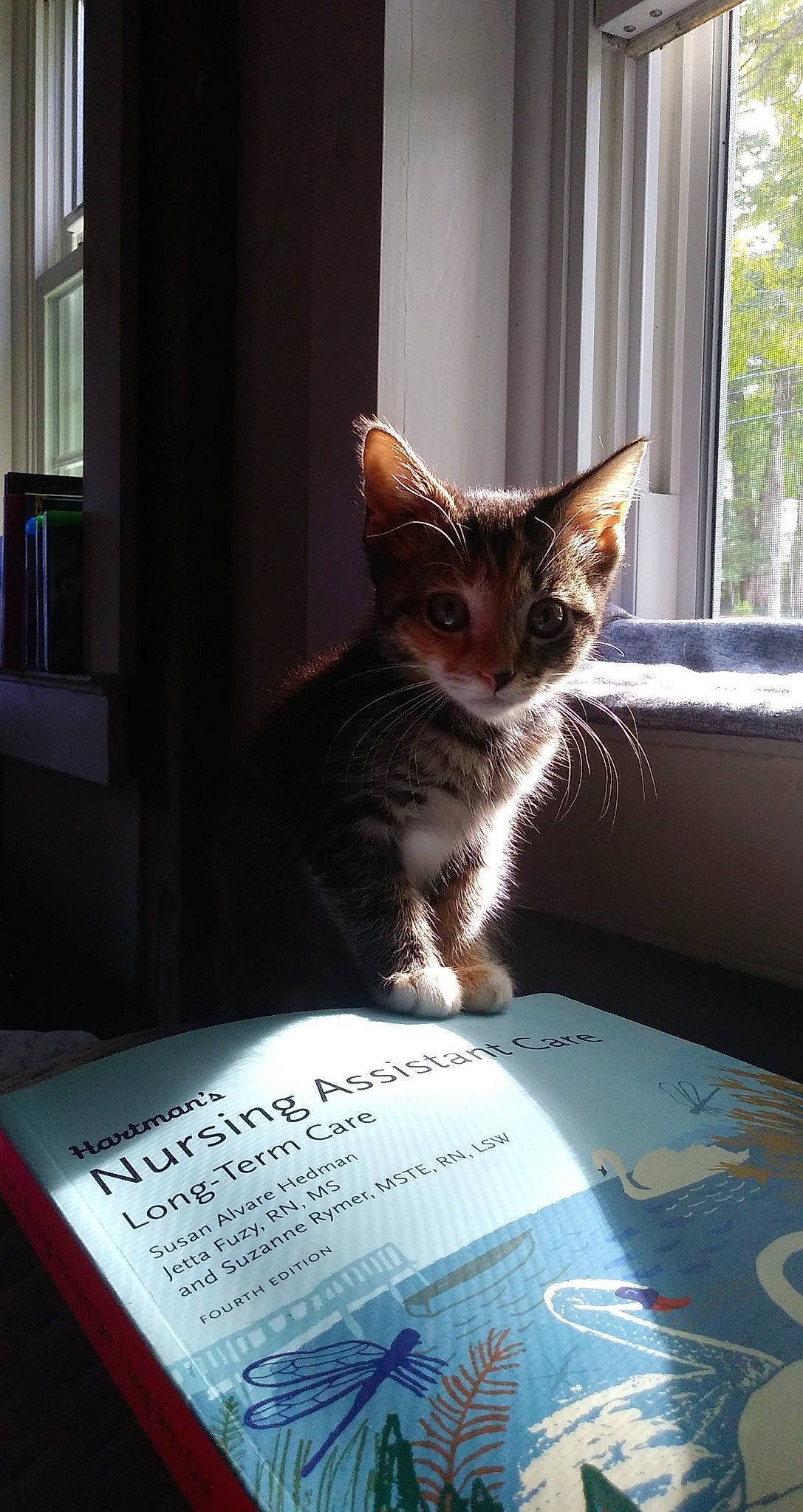 Furgie joined the competition — help win amazing prizes! book, carnivore, cat, curious, daylighting, domestic_short_haired_cat, felidae, kitten, publication, small_to_medium_sized_cats, snout, transparent_material, whiskers, window_covering, window_treatment