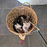 Maya participe au concours pour gagner de l'argent avec cette photo : cat, kitten, animal, pet, basket, woven_basket, indoor, tile_floor, gray_floor, white_wall, black_and_white, tabby, sitting, looking_at_camera, ears, whiskers, cat_toy, fishing_rod, playful, portrait