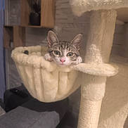 Maya participe au concours pour gagner de l'argent avec cette photo : cat, kitten, tabby, animal, pet, feline, face, eyes, ears, nose, whiskers, sitting, lounging, relaxed, cute, cat_tree, hammock, scratching_post, indoor, portrait