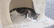 Maya a rejoint le concours — aidez-le/la à gagner de superbes lots ! cat, tabby_cat, white_cat, sleeping, sleepy, lying_down, pet, animal, feline, cat_tree, scratching_post, plush, cozy, indoors, home, cream_color, fur, cubby, relaxed, nap