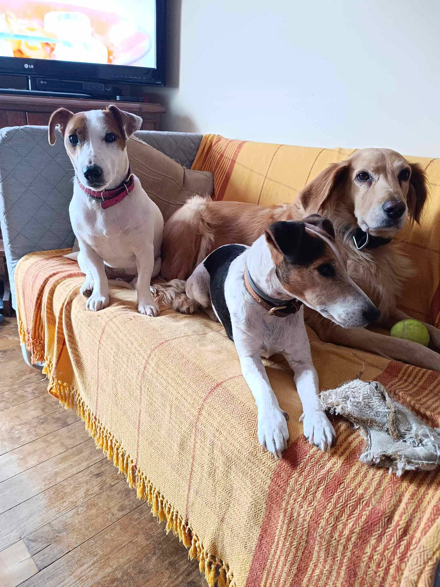 Tina a rejoint le concours — aidez-le/la à gagner de superbes lots ! canidae, carnivore, collar, comfort, companion_dog, couch, dog, dog_breed, dog_collar, dog_supply, fawn, flooring, furniture, hardwood, living_room, pet_supply, scent_hound, sporting_group, wood, working_animal