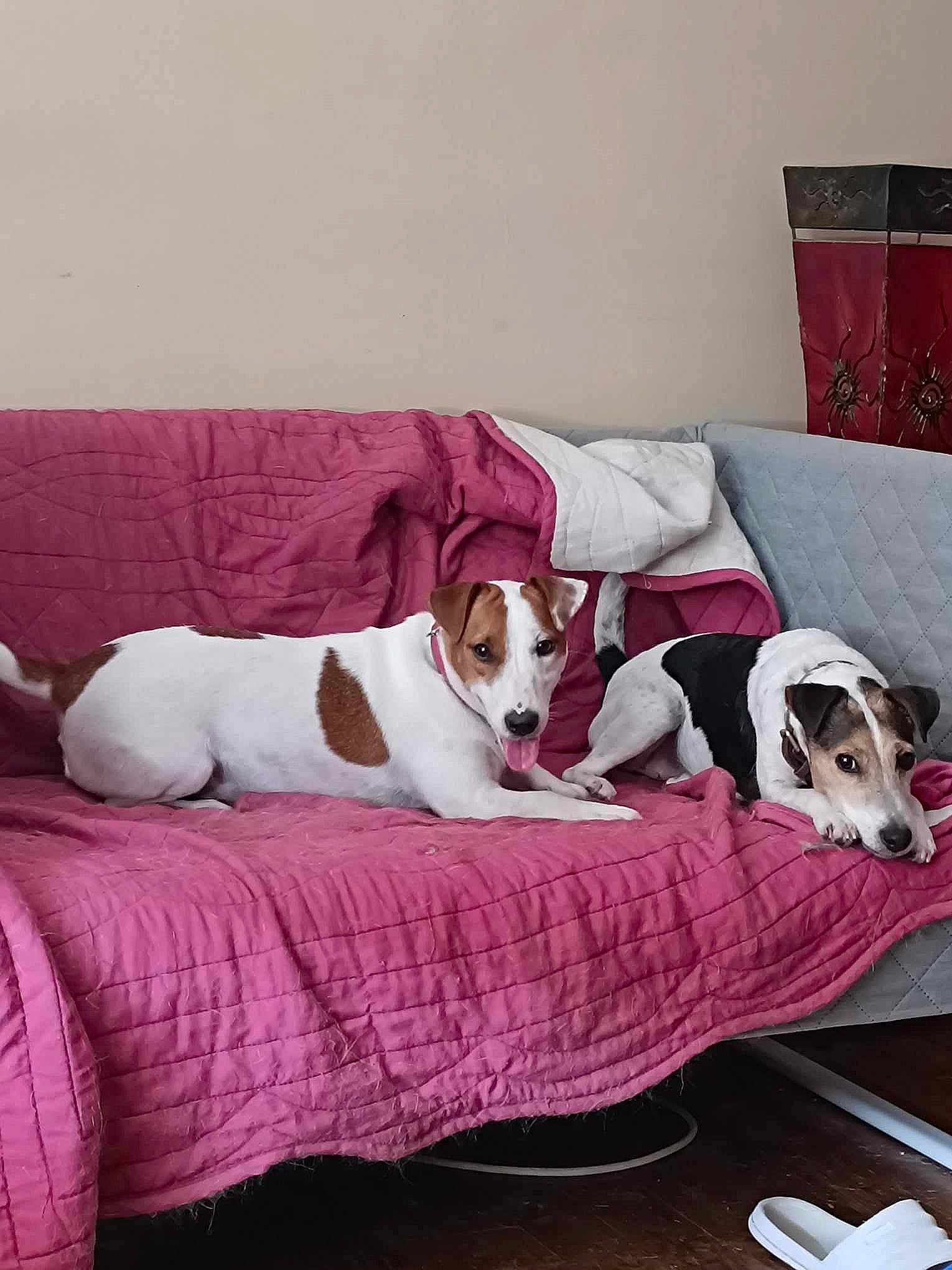 Tina a rejoint le concours — aidez-le/la à gagner de superbes lots ! carnivore, collar, comfort, companion_dog, couch, dog, dog_breed, dog_supply, fawn, flooring, furniture, hardwood, linens, living_room, pet_supply, pillow, room, sporting_group, studio_couch, working_animal