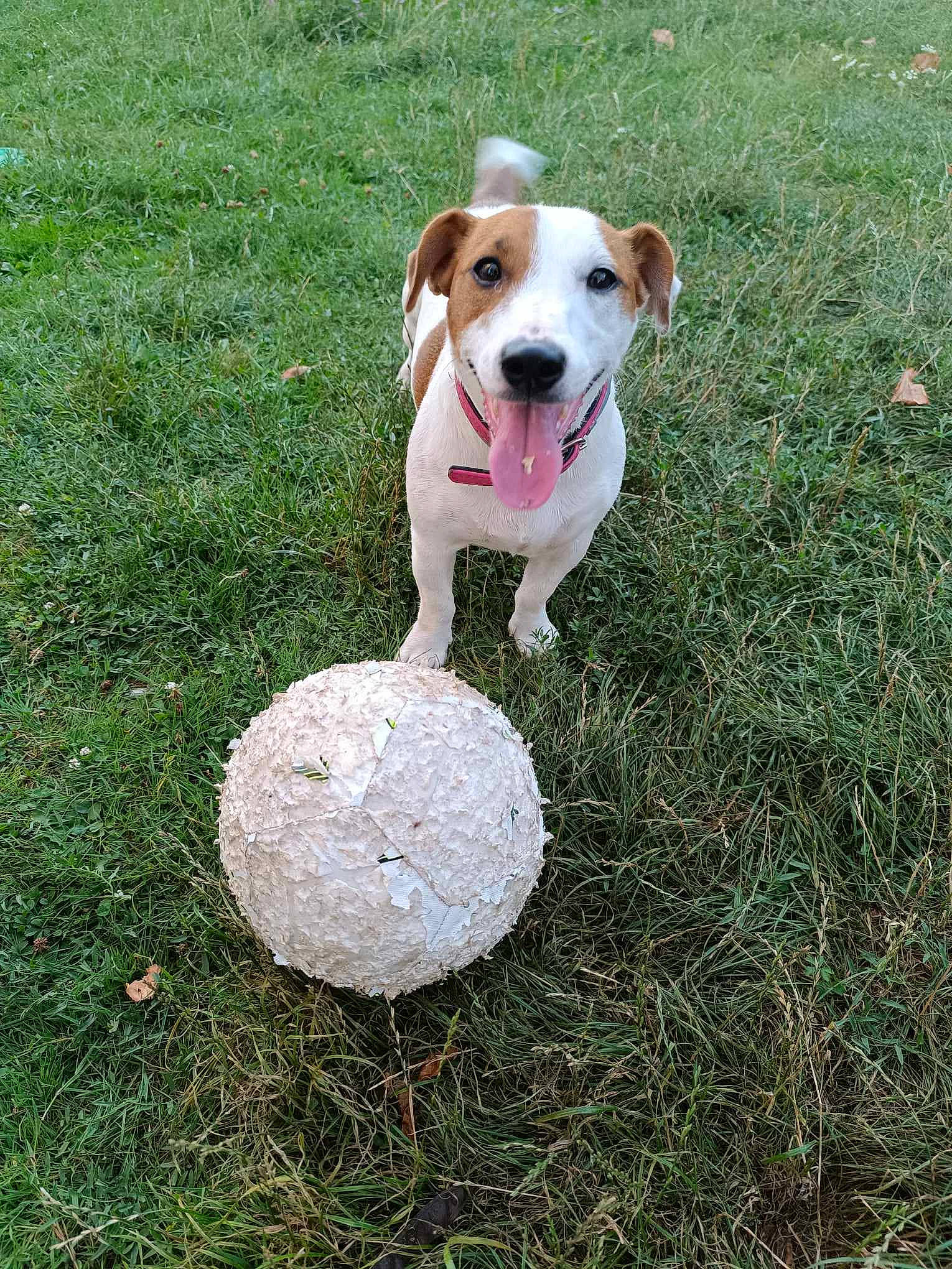 Tina a rejoint le concours — aidez-le/la à gagner de superbes lots ! ball, canidae, carnivore, collar, companion_dog, dog, dog_breed, dog_collar, dog_supply, fawn, flying_disc, football, grass, lawn, plant, soccer_ball, sporting_group, sports_equipment, sports_toy, tail