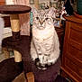 cat, tabby_cat, cat_tree, furniture, wooden_cabinet, figurines, framed_photo, indoor, pet, animal, cozy, home_decor, curtains, sitting, furry, blue_eyes, domestic_cat, living_room, quiet, cute
