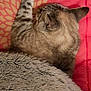 cat, tabby, sleeping, paw, blanket, red, gray, fuzzy, cozy, resting, fur, pet, indoor, closeup, relaxing, cute, animal, mammal, whiskers, ears