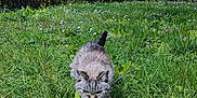 Chipie a rejoint le concours — aidez-le/la à gagner de superbes lots ! cat, tabby, grass, garden, flower, greenery, outdoor, nature, plant, leaf, hedge, stone_wall, pole, rope, sunlight, daytime, walking, animal, pet, flora