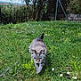 cat, tabby, grass, garden, flower, greenery, outdoor, nature, plant, leaf, hedge, stone_wall, pole, rope, sunlight, daytime, walking, animal, pet, flora
