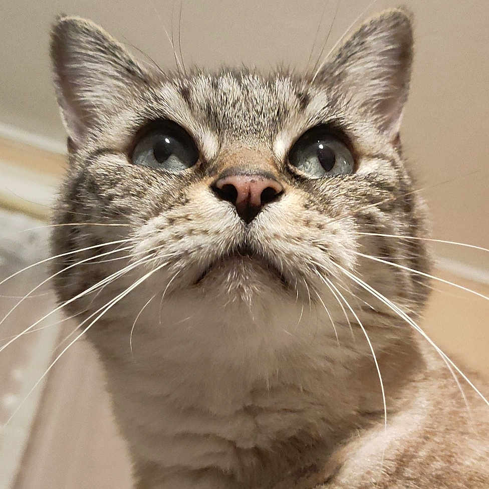 Chipie a rejoint le concours — aidez-le/la à gagner de superbes lots ! animal, background, cat, close_up, curious, cute, domestic, ears, eyes, face, feline, fur, indoor, light, looking_up, muzzle, pet, portrait, soft_texture, whiskers