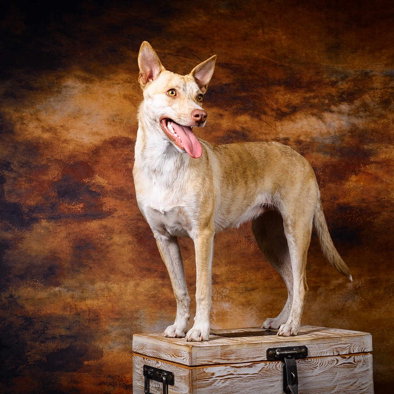 Hina a rejoint le concours — aidez-le/la à gagner de superbes lots ! accessories, animal, bodypart, box, canine, coyote, crate, device, dog, hammer, hardwood, husky, mouth, person, pet, plywood, strap, tool, whitedog, wood