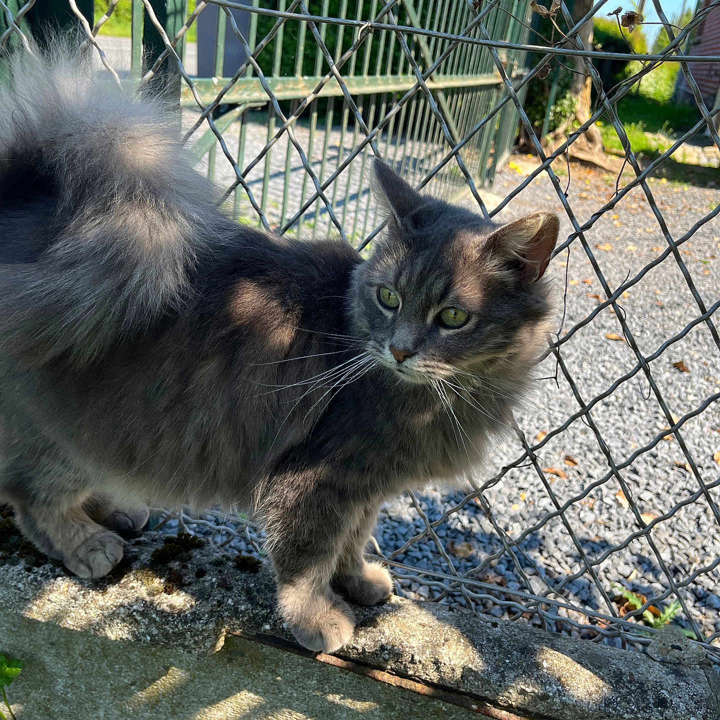 Omer a rejoint le concours — aidez-le/la à gagner de superbes lots ! animal, background, cat, chain_link_fence, concrete, curious, daylight, fluffy_fur, grass, gray_cat, green_eyes, nature, outdoor, paws, pet, quiet, shadow, sunlight, tree, whiskers