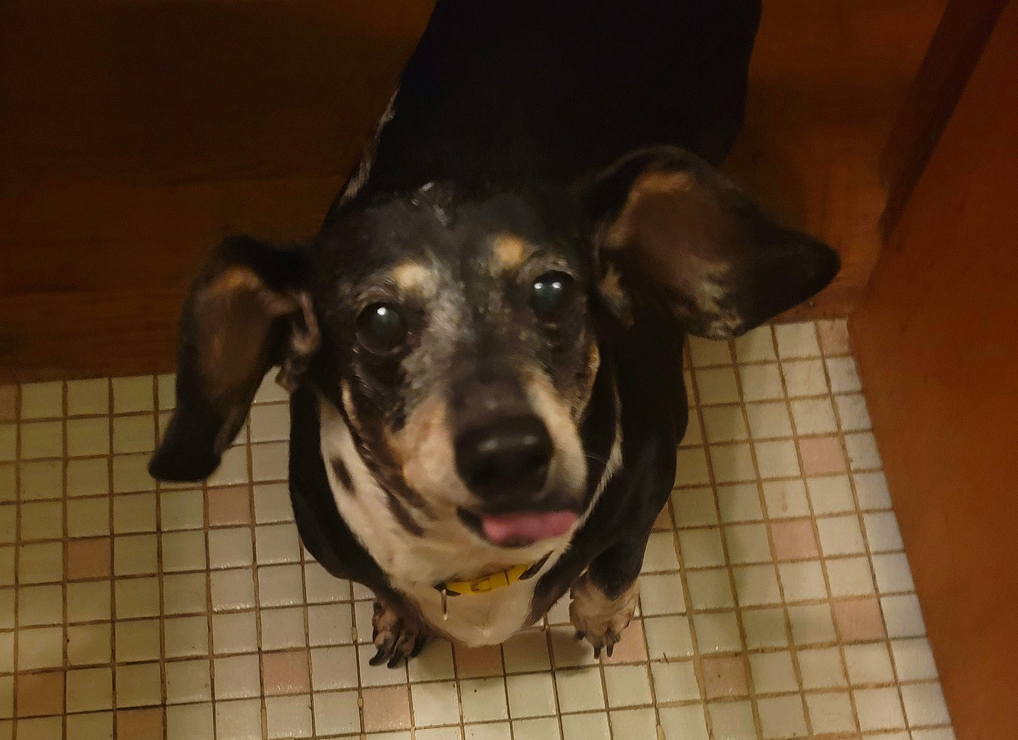 Cammy is registered to the contest to win money with this photo: canidae, carnivore, collar, companion_dog, dog, dog_breed, ear, fawn, fur, guard_dog, jaw, non_sporting_group, pet_supply, puppy, snout, street_dog, tile_flooring, toy_dog, whiskers, working_animal