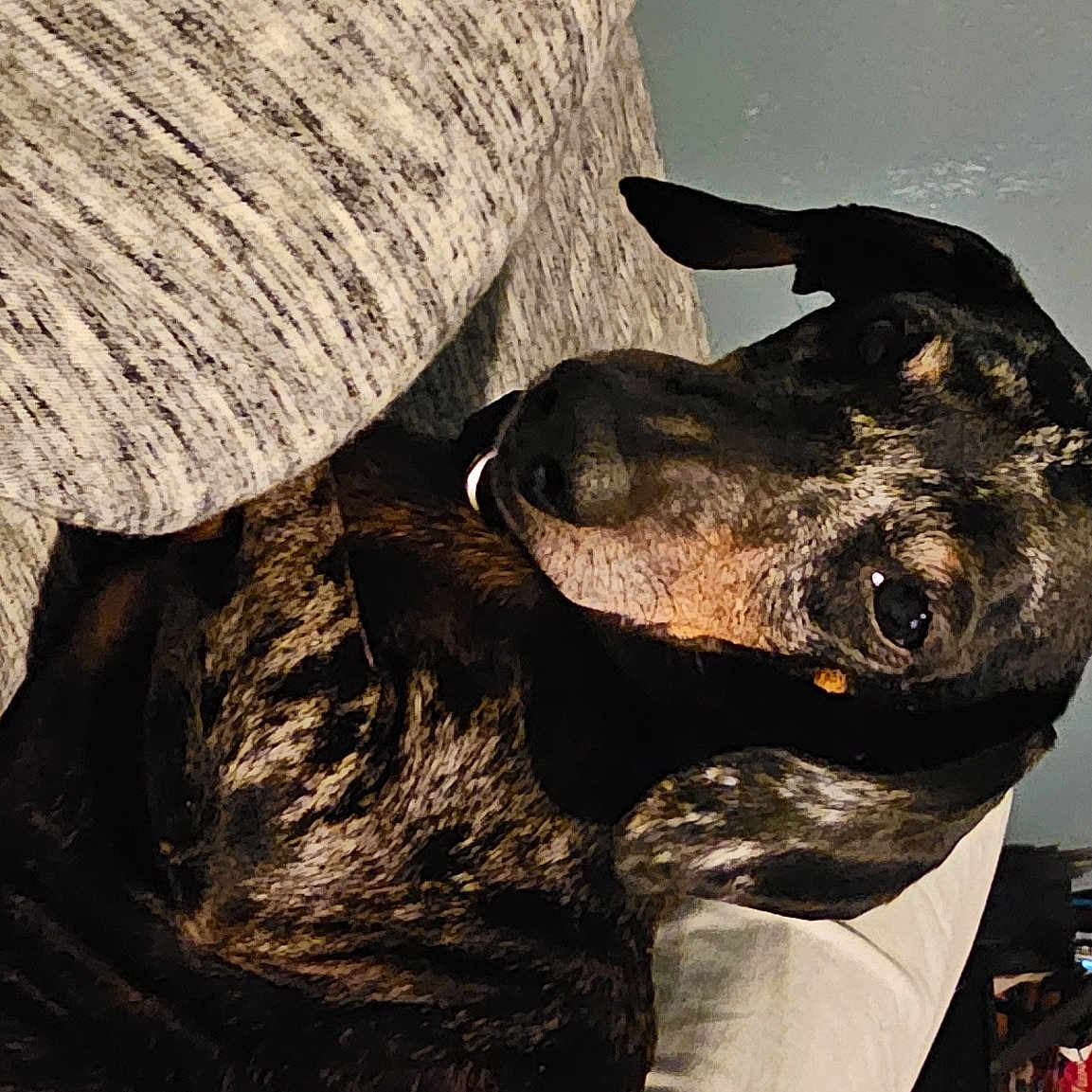 Dallas is registered to the contest to win money with this photo: carnivore, companion_dog, dog, dog_breed, dog_collar, fur, guard_dog, hunting_dog, whiskers, wood, working_animal, working_dog