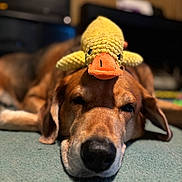 Rufus joined the competition — help win amazing prizes! animal, brown_dog, carpet, closeup, cute, dog, domestic, ears, focus, funny, head, indoor, knitted_toy, nose, pet, relaxation, resting, soft_lighting, toy, yellow_duck