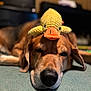 animal, brown_dog, carpet, closeup, cute, dog, domestic, ears, focus, funny, head, indoor, knitted_toy, nose, pet, relaxation, resting, soft_lighting, toy, yellow_duck