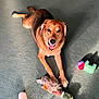 Rufus is registered to the contest to win money with this photo: animal, bird_toy, brown_fur, canine, carpet, cute, dog, domestic_animal, duck_toy, floor, happy, indoor, laying_down, looking_up, pet, playful, plush_toy, shadow, tongue_out, toy