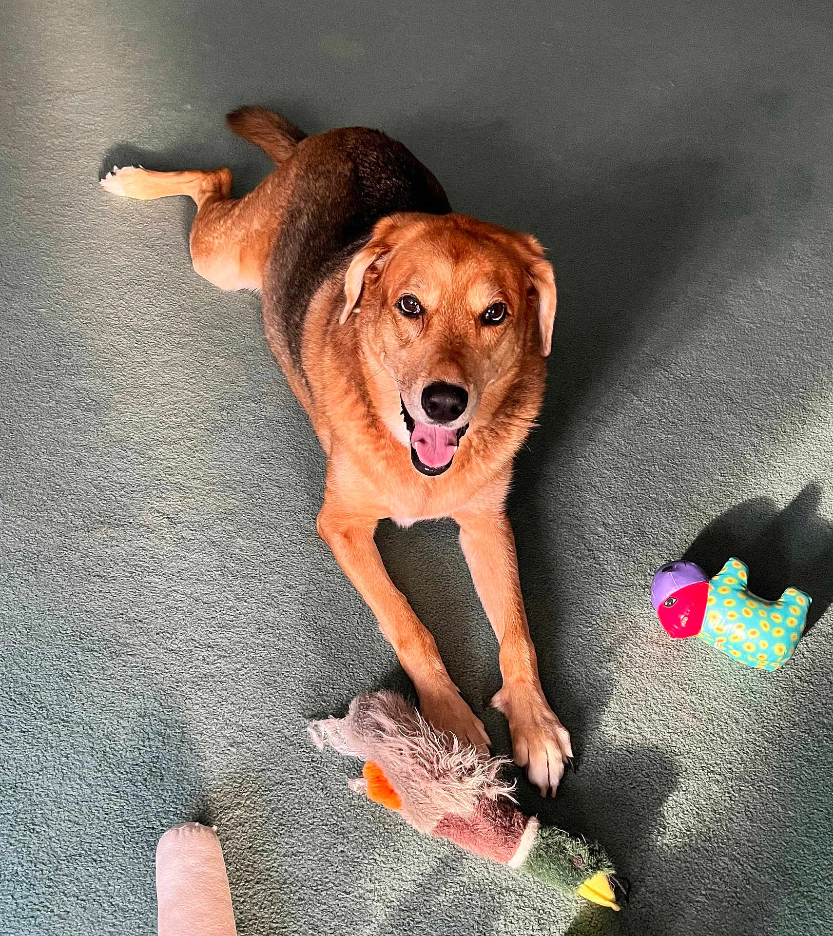 Rufus