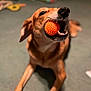 Rufus joined the competition — help win amazing prizes! animal, background_blur, brown_dog, canine, carpet, cheerful, close_up, dog, domestic_animal, focus, furry, happy, household, indoor, lying_down, mouth_open, orange_ball, pet, playful, toy