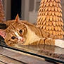 cat, closeup, cozy, curious_eyes, decor, ears, feline, glass_table, home_interior, indoor, lying_down, orange_cat, paws, pet, pine_tree_decoration, reflection, relaxed, soft_lighting, whiskers, white_cat
