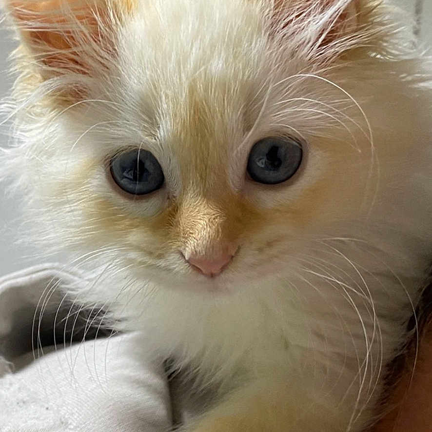 Felix participe au concours pour gagner de l'argent avec cette photo : abyssinian, angora, animal, blanket, cat, kitten, manx, pet, siamese, towel