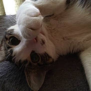 Teddy is registered to the contest to win money with this photo: