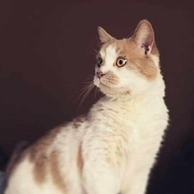 Marley