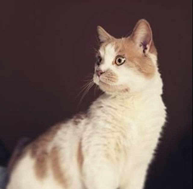 Marley