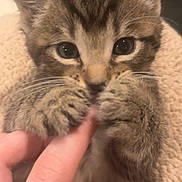 Gabriel joined the competition — help win amazing prizes! kitten, cat, tabby, paw, finger, cute, pet, animal, closeup, whiskers, fur, claws, hand, nail_polish, domestic_animal, tiny, soft, cute_expression, indoor, cozy