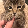 kitten, cat, tabby, paw, finger, cute, pet, animal, closeup, whiskers, fur, claws, hand, nail_polish, domestic_animal, tiny, soft, cute_expression, indoor, cozy