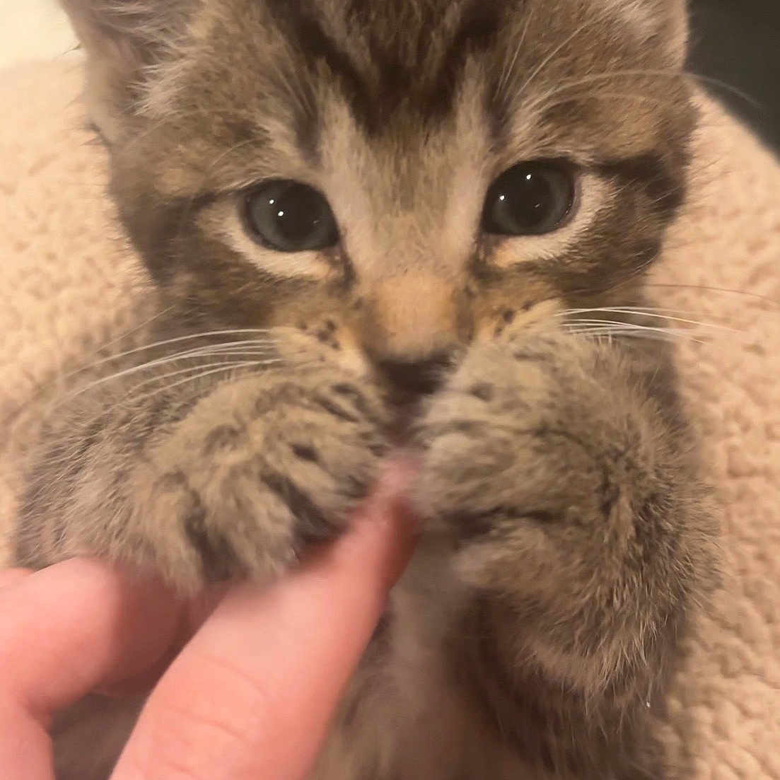 Gabriel joined the competition — help win amazing prizes! kitten, cat, tabby, paw, finger, cute, pet, animal, closeup, whiskers, fur, claws, hand, nail_polish, domestic_animal, tiny, soft, cute_expression, indoor, cozy