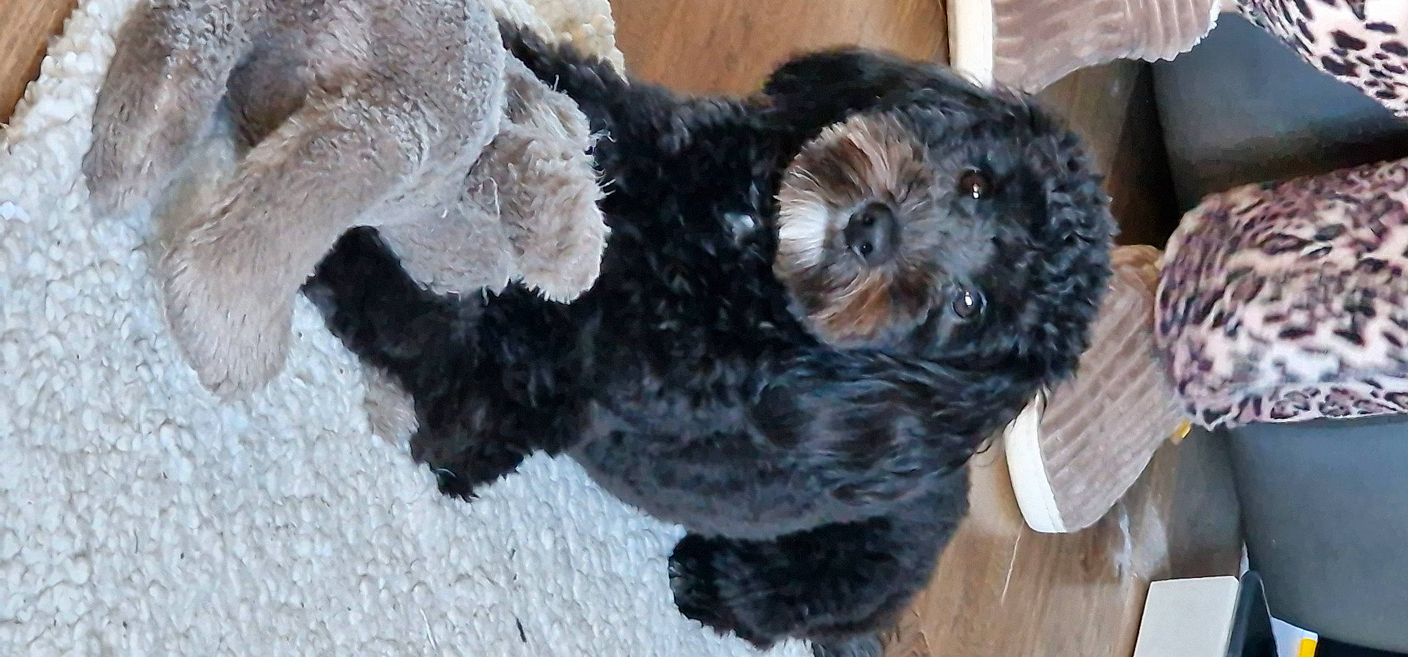 Jaxx is registered to the contest to win money with this photo: canidae, carnivore, cockapoo, companion_dog, dog, dog_breed, fawn, fur, labradoodle, shih_poo, snout, sporting_group, stuffed_toy, tail, terrestrial_animal, terrier, toy, toy_dog, wool, working_animal