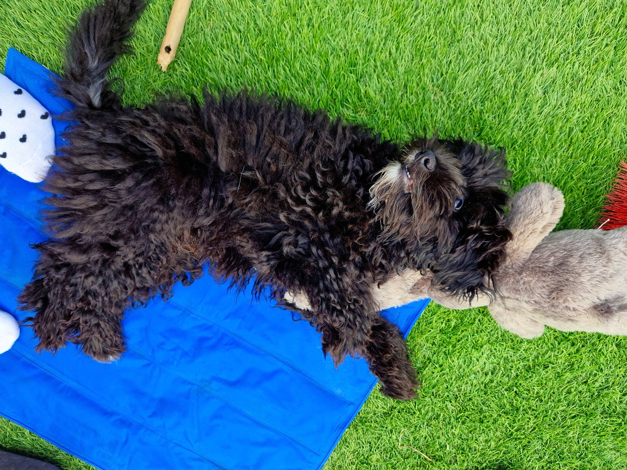 Jaxx is registered to the contest to win money with this photo: blue, canidae, carnivore, collar, companion_dog, dog, dog_breed, dog_collar, dog_supply, fur, grass, groundcover, herding_dog, snout, sporting_group, tail, terrestrial_animal, terrier, water_dog, working_animal