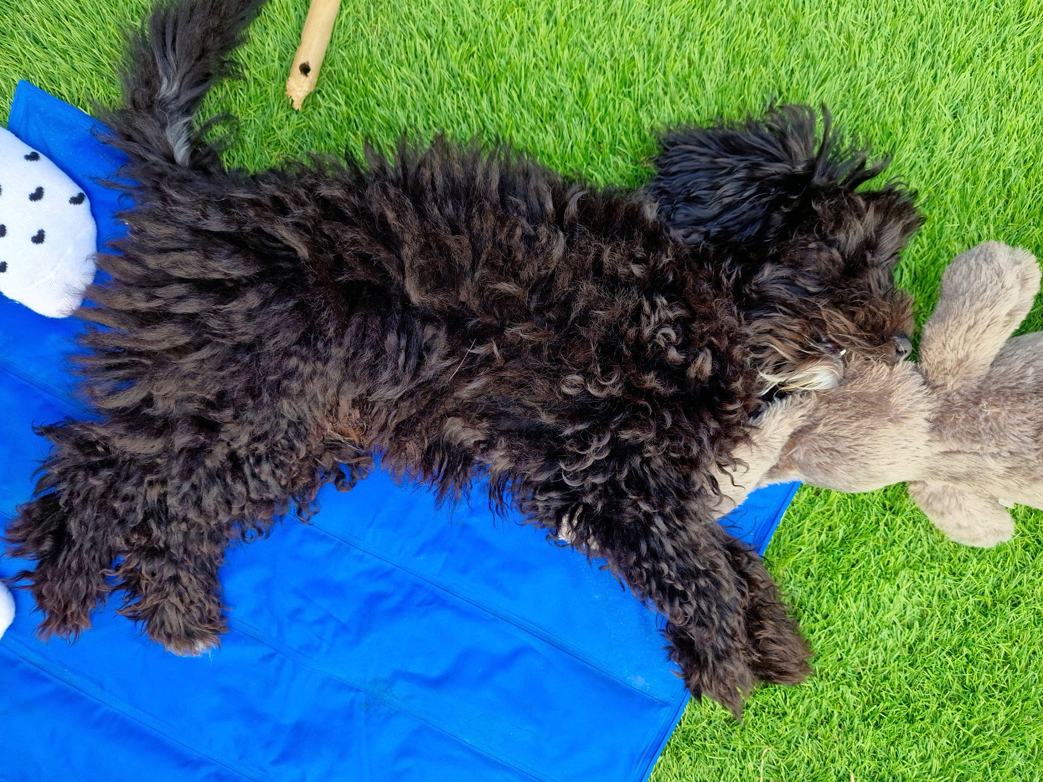 Jaxx joined the competition — help win amazing prizes! canidae, carnivore, collar, companion_dog, dog, dog_breed, dog_collar, dog_supply, fur, grass, labradoodle, non_sporting_group, snout, sporting_group, tail, terrestrial_animal, terrier, toy_dog, water_dog, working_animal