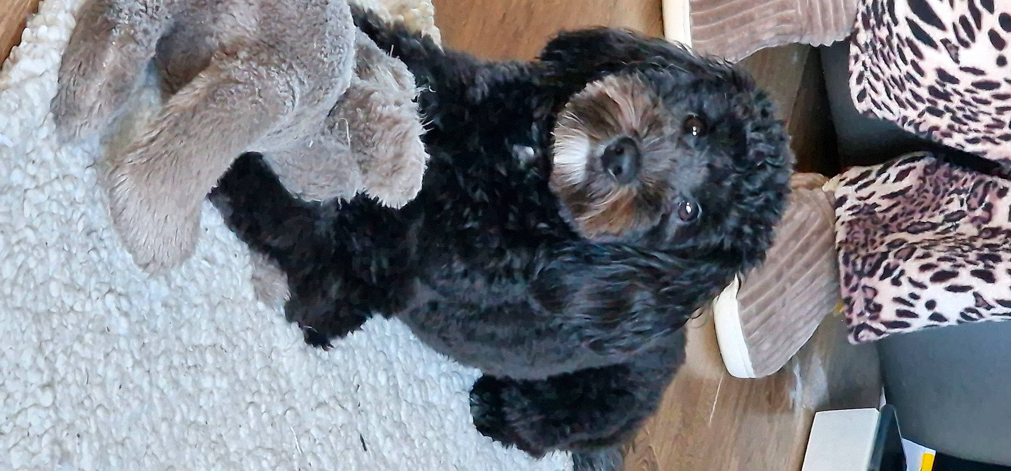 Jaxx is registered to the contest to win money with this photo: canidae, carnivore, companion_dog, dog, dog_breed, fawn, fur, labradoodle, small_terrier, snout, sporting_group, stuffed_toy, tail, terrestrial_animal, terrier, toy, toy_dog, water_dog, wool, working_animal