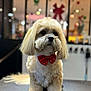 dog, fluffy, bow_tie, red, cute, pet, indoor, portrait, animal, small_dog, decorations, holiday, festive, blurred_background, groomed, fur, adorable, companion, standing, domestic