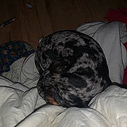 Athena is registered to the contest to win money with this photo: black_and_gray, blanket, canine, comfort, cozy, curled_up, dog, domestic_animal, fur, home, indoor, pet, quiet, relaxation, resting, sleeping, snuggled, spot_pattern, warm, wooden_floor