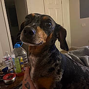 Athena is registered to the contest to win money with this photo: animal, black_and_brown, bottle, canine, close_up, clutter, companion, curious, cute, dog, domestic_animal, door, furniture, hand, indoor, living_room, pet, portrait, table, tattoo