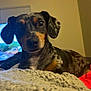 Athena joined the competition — help win amazing prizes! animal, bed, blanket, canine, cozy, curious, dachshund, dog, ears, eyes, fur, home, indoor, looking, lying, pet, room, soft_lighting, speckled, television