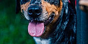 Athena joined the competition — help win amazing prizes! animal, background_blur, black_and_brown, canine, close_up, dog, ears, eyes, face, friendly, grass, happy, nose, outdoor, pet, playful, portrait, red_harness, speckled_coat, tongue_out